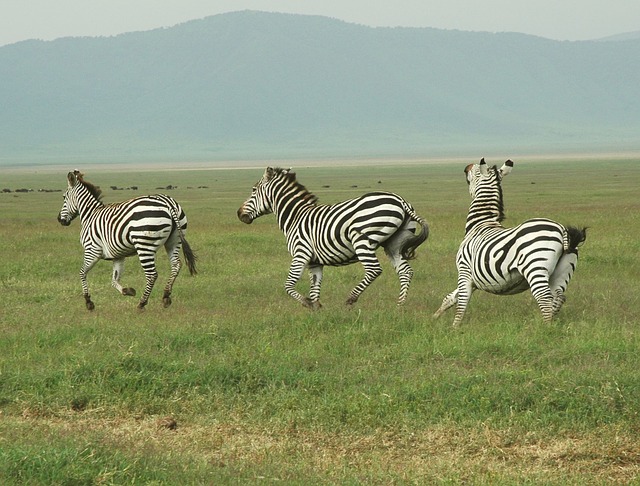 voyage en Tanzanie