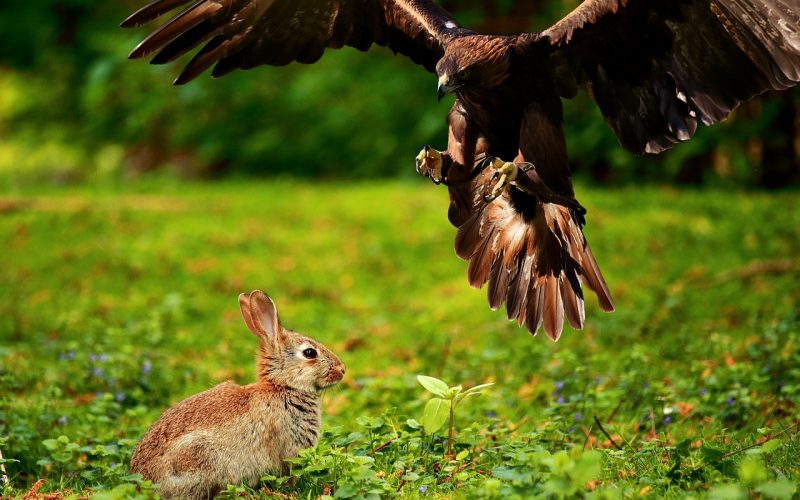 Les caméras de chasse